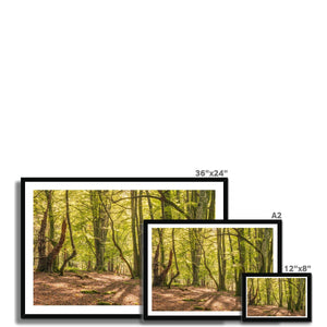 Deep forest shadows