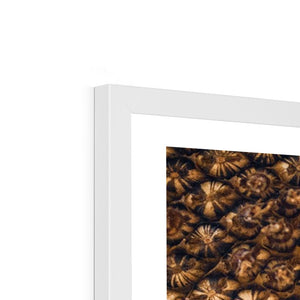 Sun Flower seed pattern