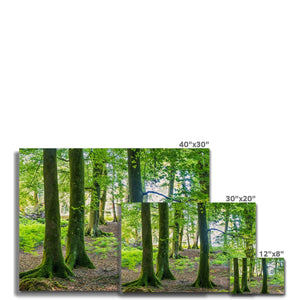 Spring Beeches