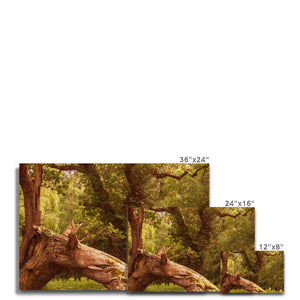 Woodland Wonder