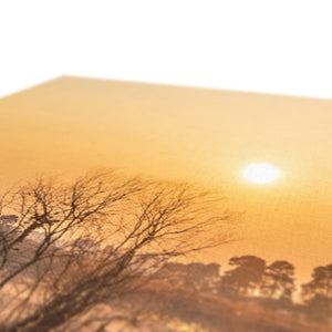 Sun reeds