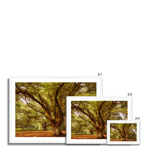 3 Beeches