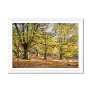 Golden autumn sunlight