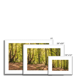 Deep forest shadows