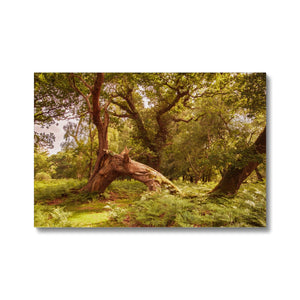 Woodland Wonder