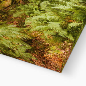 Fern view