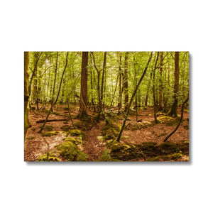 Serene Forest