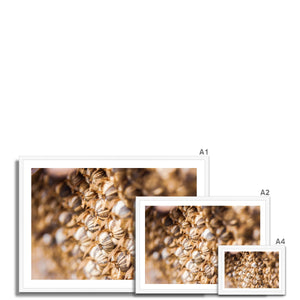 Sun Flower seeds 3