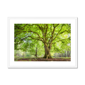 Emerald canopy forest scene