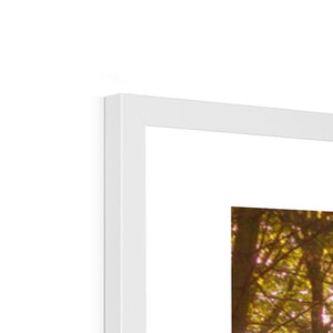 In the Shadow of Trees