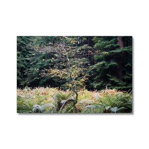 Baby beech Autumn