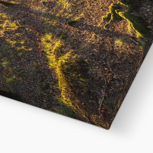 Evening forest sun