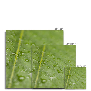 Leaf droplets 2