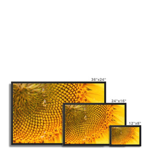 Sun Flower 3