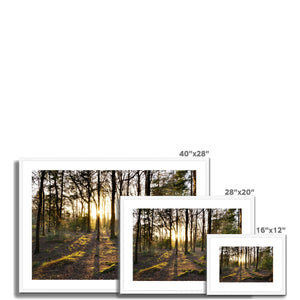 Evening forest sun