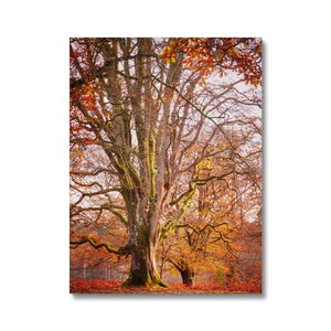 Autumn tree