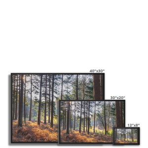 Shadows of the pines