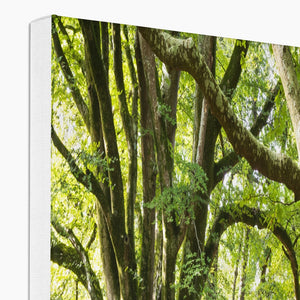 Wise old beeches