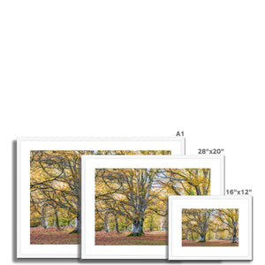 Autumn Beeches