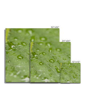 Leaf droplets 2