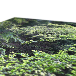 Baby Beech spring