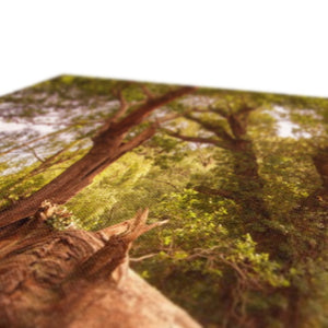 Woodland Wonder
