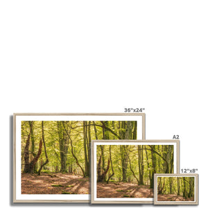 Deep forest shadows