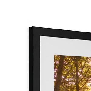 In the Shadow of Trees