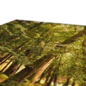 Fern view