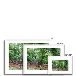 Deep forest landscape