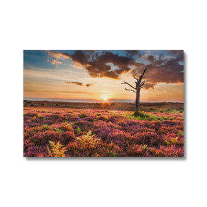 Heather Sunset