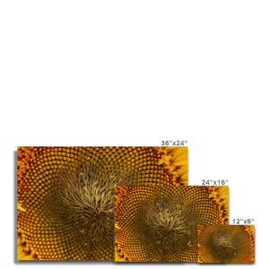 Sun Flower 2