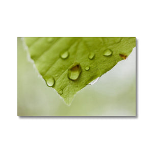 Leaf droplets 4