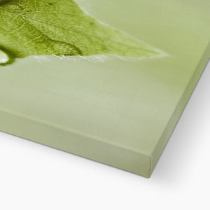 Leaf droplets 4