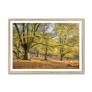 Golden autumn sunlight