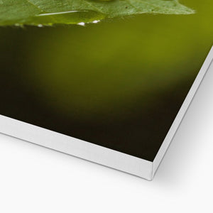 Leaf droplets 3