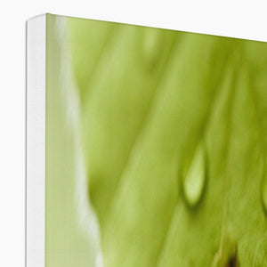 Leaf droplets 4