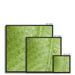 Leaf droplets