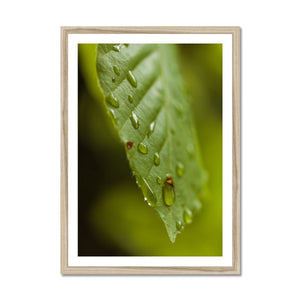 Leaf droplets 3