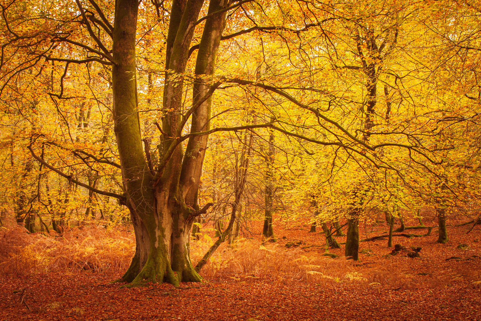 Reflections on Autumn