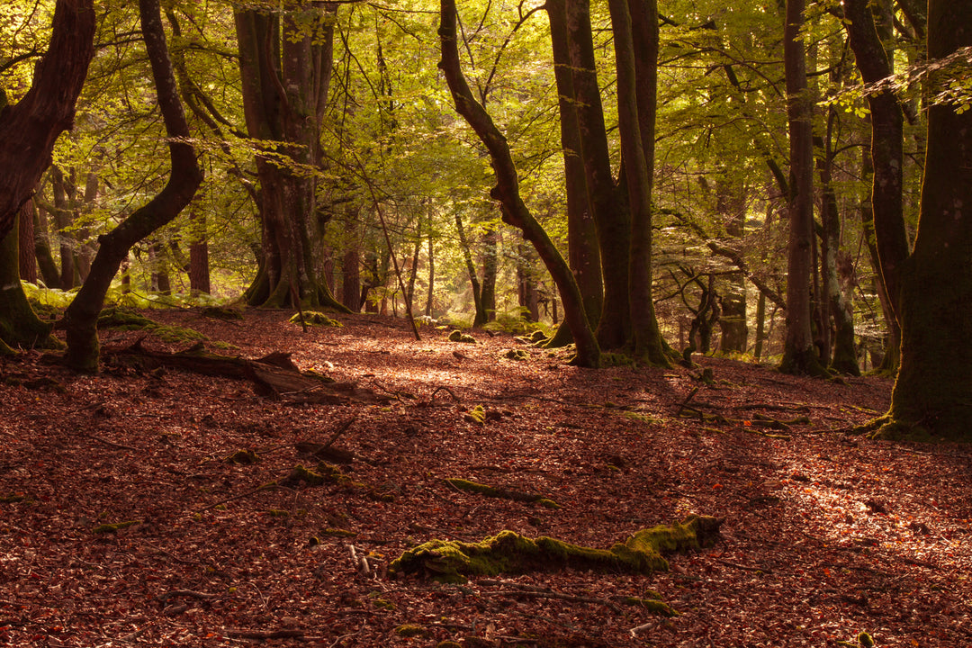 Forest Prints