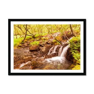 Forest 27 Framed Print