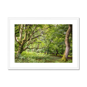 Green forest landscape