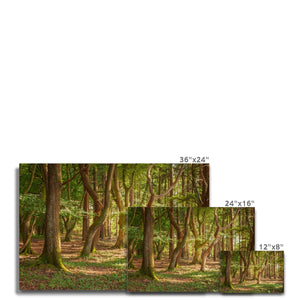 Forest 19 Canvas