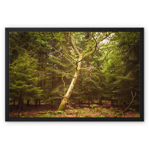 Forest 7 Framed Canvas