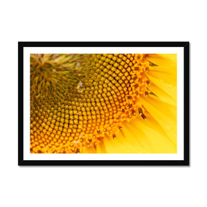 Sun Flower 3 Framed Print