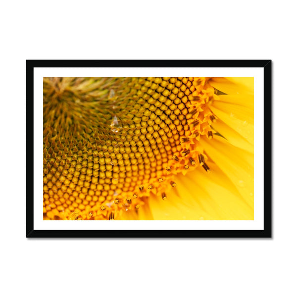 Sun Flower 3 Framed Print