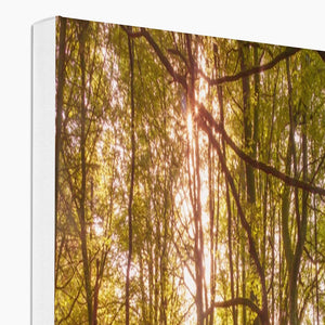 Forest 9 Canvas