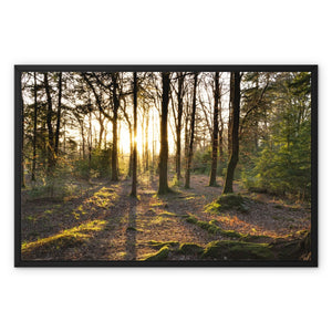 Rhinefield sun Framed Canvas