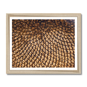 Sun Flower seeds 5 Framed Print